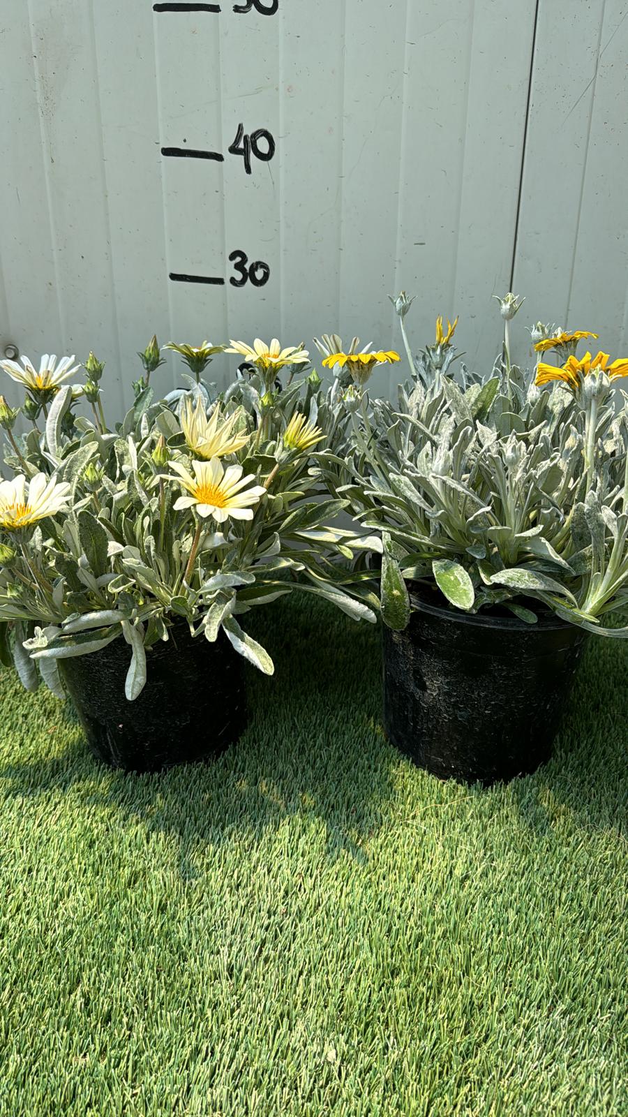 Pianta Gazania marittima, vaso 18 foto reali Colore: Bianco