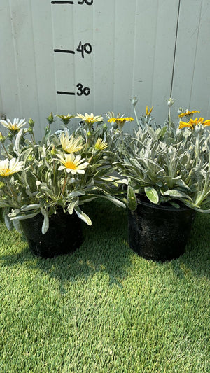 Pianta Gazania marittima, vaso 18 foto reali Colore: Bianco