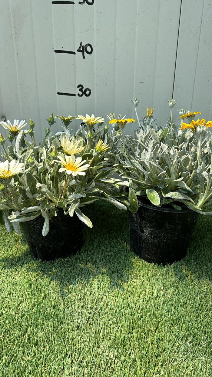 Pianta Gazania marittima, vaso 18 foto reali Colore: Bianco