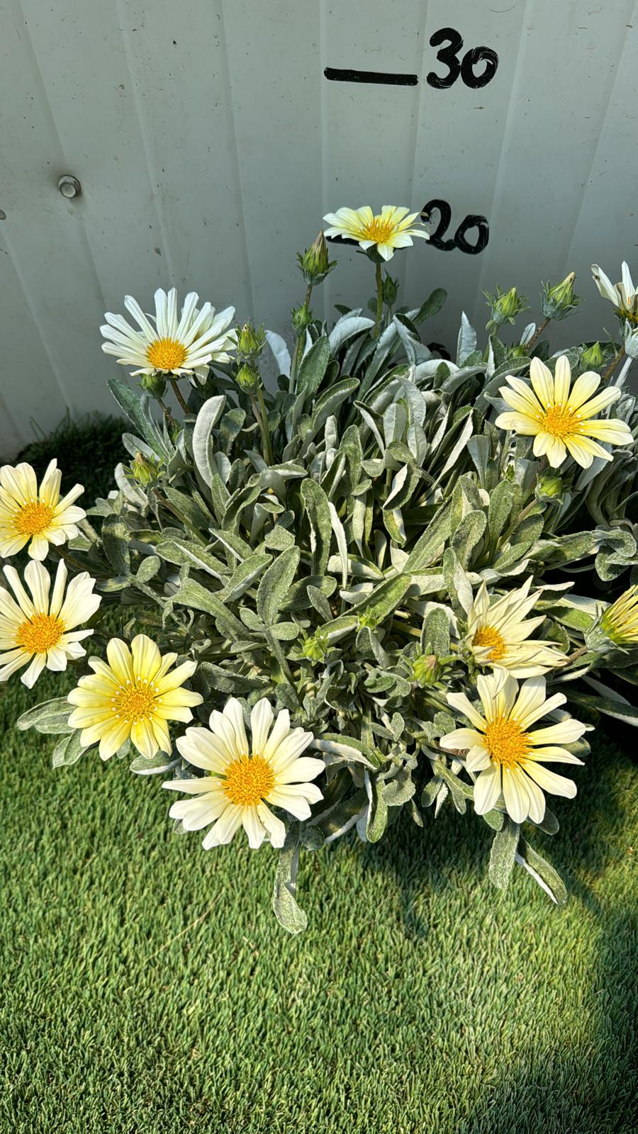 Pianta Gazania marittima, vaso 18 foto reali Colore: Bianco