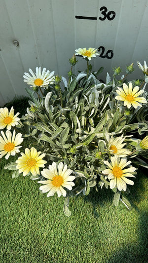 Pianta Gazania marittima, vaso 18 foto reali Colore: Bianco
