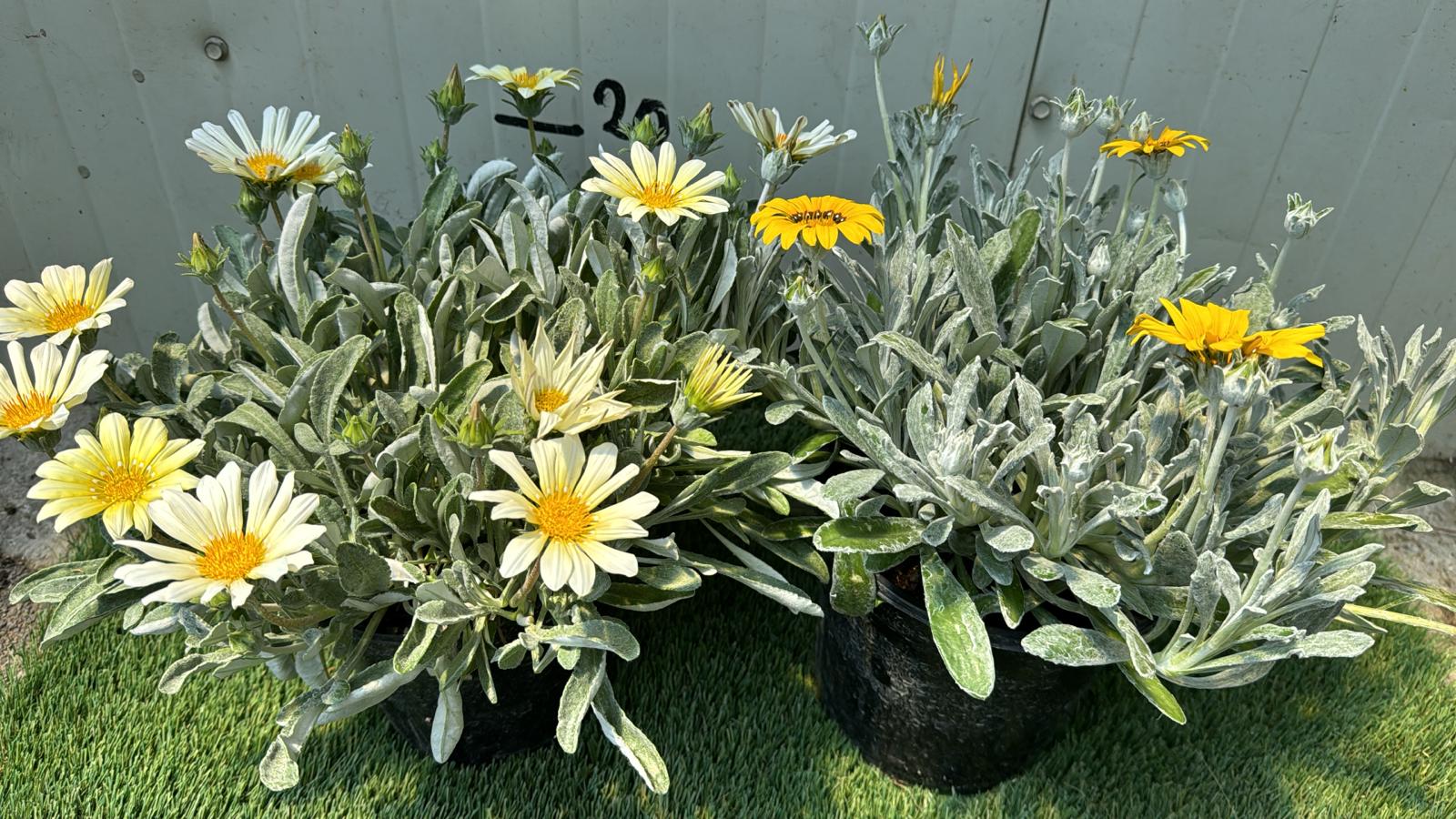 Pianta Gazania marittima, vaso 18 foto reali Colore: Arancio