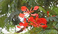 Pianta Delonix regia, albero del fuoco, H 90cm vaso 18cm