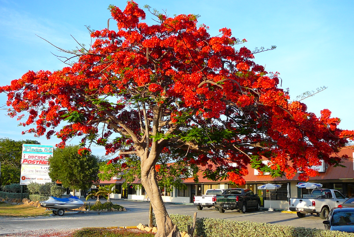 Pianta Delonix regia, albero del fuoco, H 90cm vaso 18cm