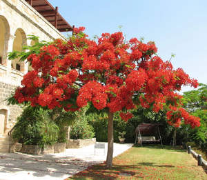 Pianta Delonix regia, albero del fuoco, H 90cm vaso 18cm