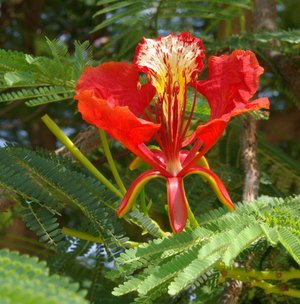 Pianta Delonix regia, albero del fuoco, H 90cm vaso 18cm