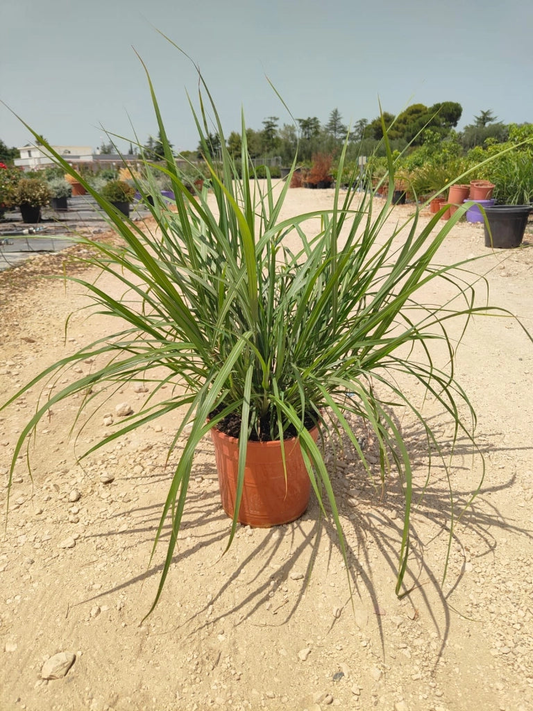 MISCANTHUS LADY RED (EULALIA) VASO 24