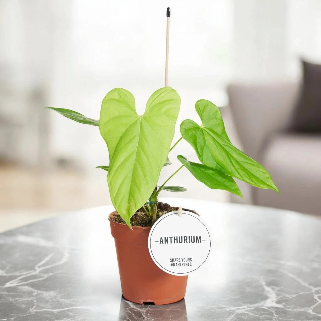 Gardenaria Anthurium 'Balaloanum' - Pianta da interno ornamentale Altezza: 40 cm (vaso 12)