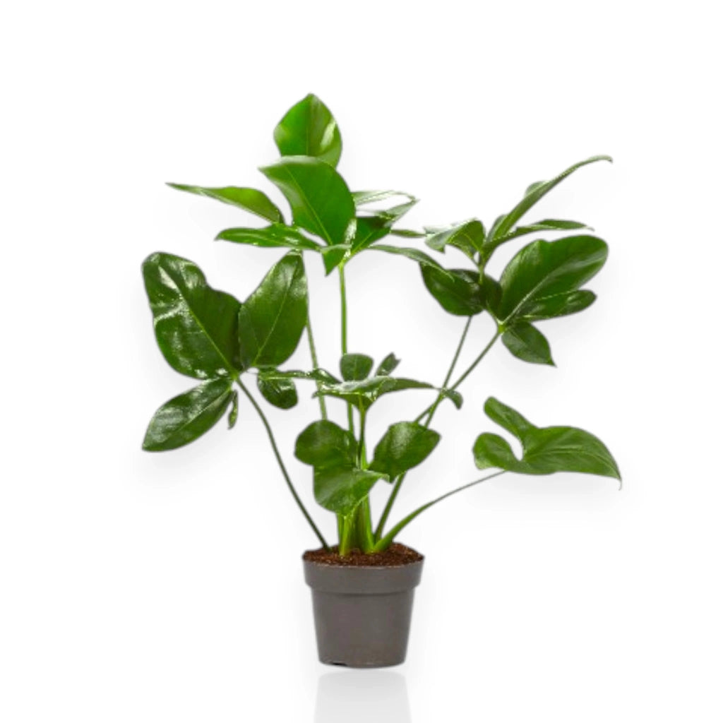 Gardenaria Philodendron 'Fun bun' Green wonder - Pianta da interno ornamentale Altezza: 110 cm (vaso 24)
