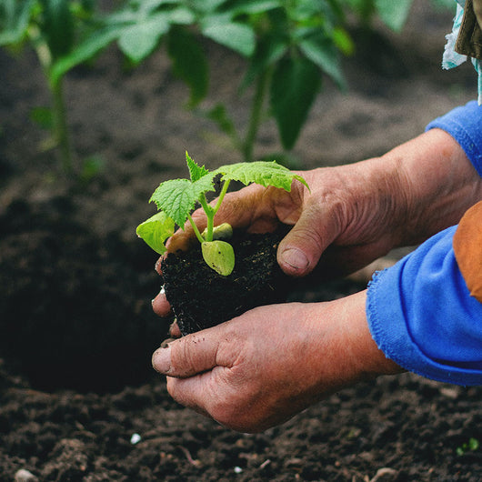 KIT ORTO IN CRESCITA - Orto Gourmet, ReGrow e Grow