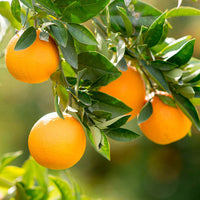 KIT AGRUMI - Grow, Propoli, Rame, Neem e Sapone Molle