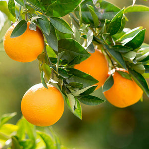 KIT AGRUMI - Grow, Propoli, Rame, Neem e Sapone Molle