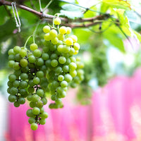 KIT VITE - Rame, Zolfo, Propoli, Neem, Sapone Molle e Zeolite