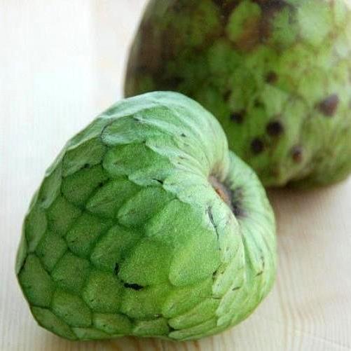 Annona Cherimola "Alboran" - pianta piccolo albero tropicale America latina