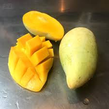 PIANTA DI MANGIFERA INDICA MANGO ATAULFO, H 140CM FOTO REALI