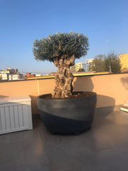 VASO JUMBO IN RESINA DA 122CM di diametro vaso grande dimensioni da esterno Colore: Antracite