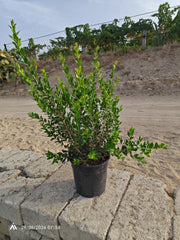 MYRTUS COMMUNIS (MIRTO) CESPUGLIO VASO 24 H.70/90