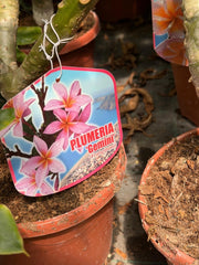 "Frangipani" Plumeria Gemini vaso 20 cm H60 – Pianta tropicale dai fiori profumati