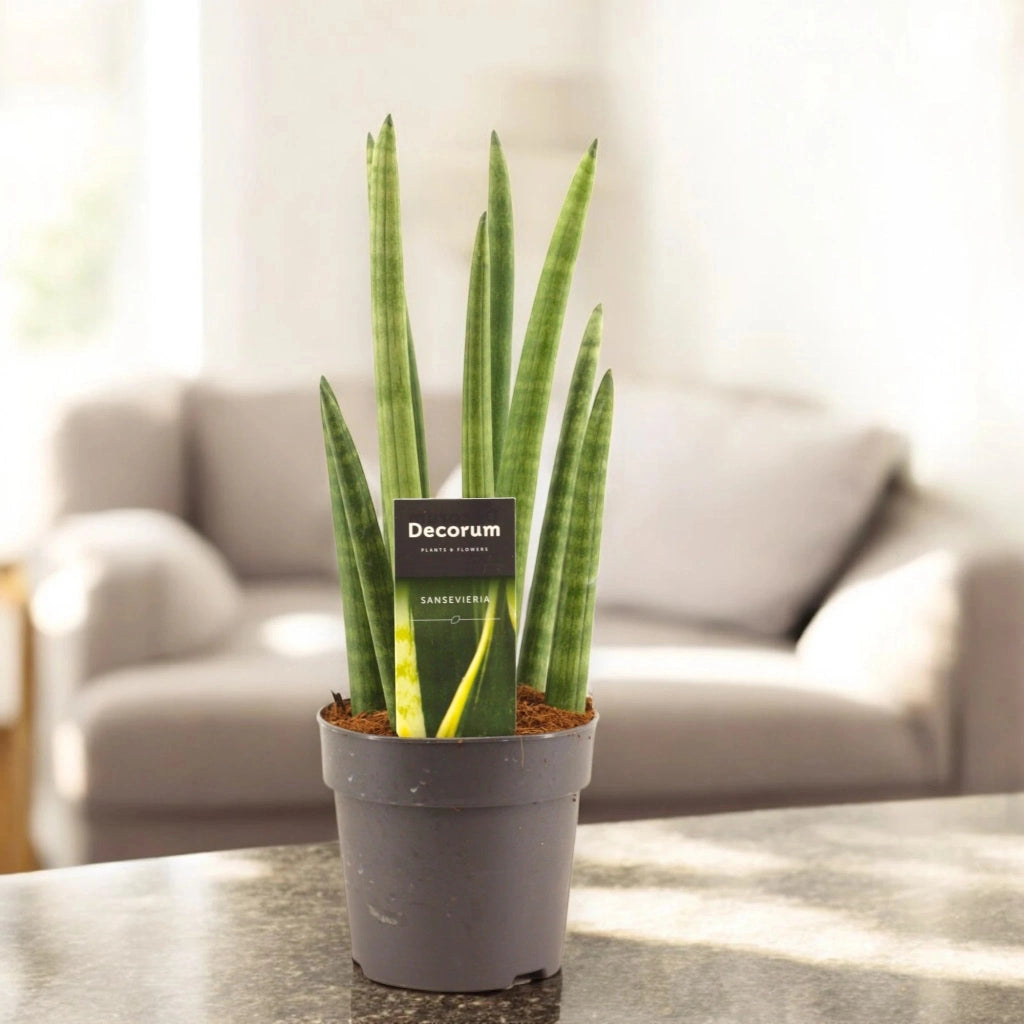 Gardenaria Sansevieria cylindrica 'Rocket' - Pianta da interno ornamentale Altezza: 35 cm (vaso 12)