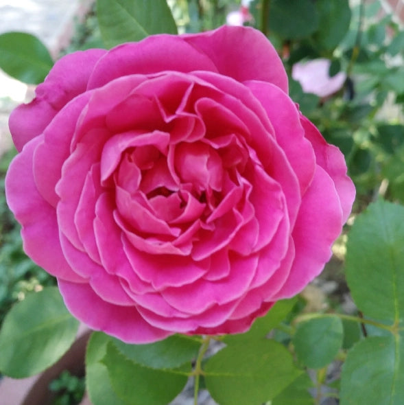 Camelia Japomica "Rosedale's Beauty" vaso 18 cm H90 foto reali