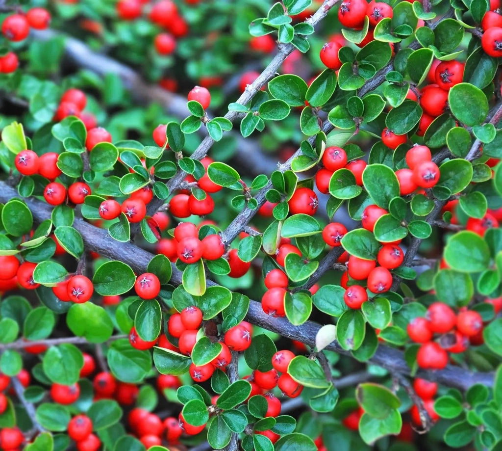 Gardenaria Cotoneaster microphyllus 'Queen of Carpets' - Arbusto ornamentale da giardino Altezza: 30/35 cm (vaso19)