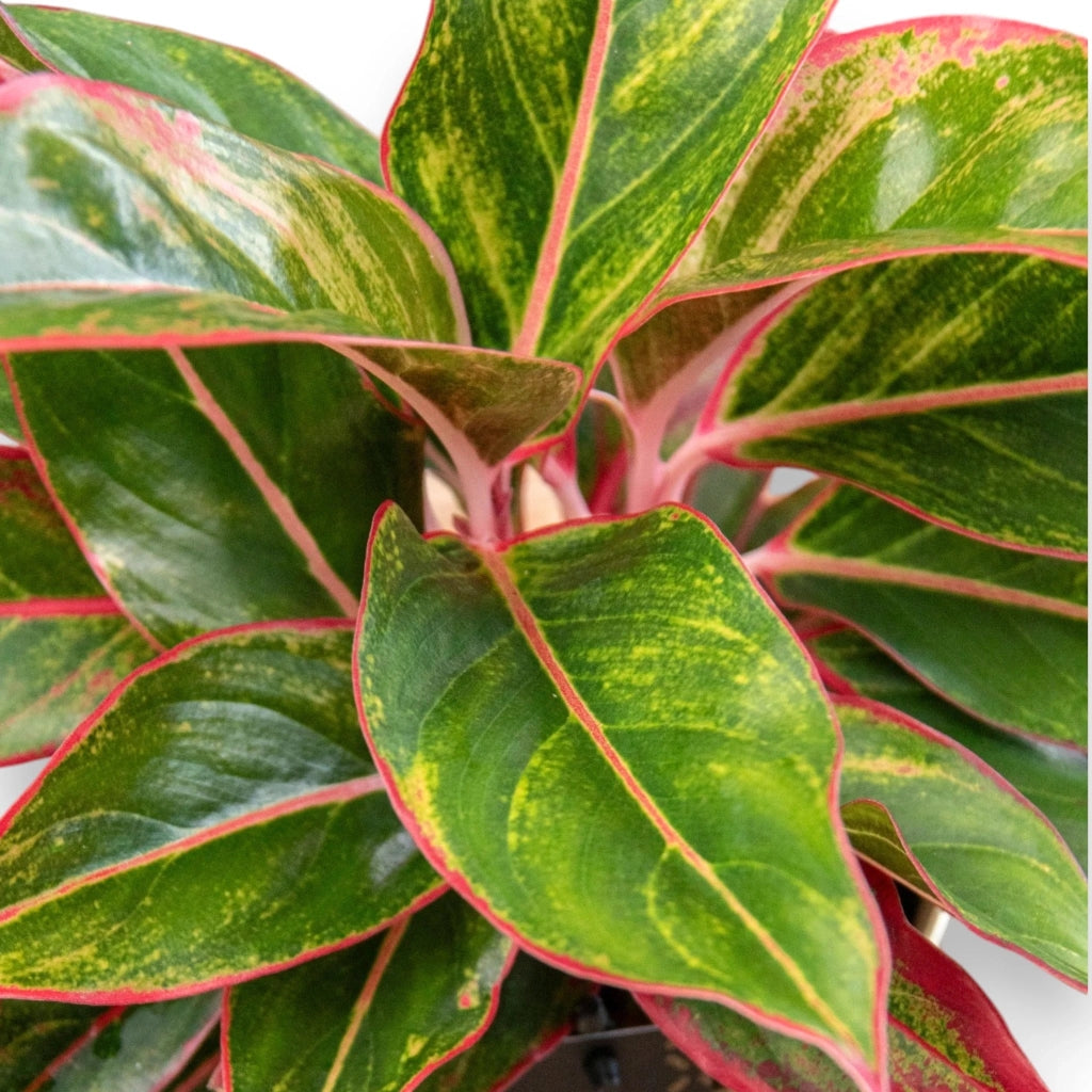 Gardenaria Aglaonema 'Jungle Red' - Pianta da interno ornamentale Altezza: 50 cm (vaso 12)