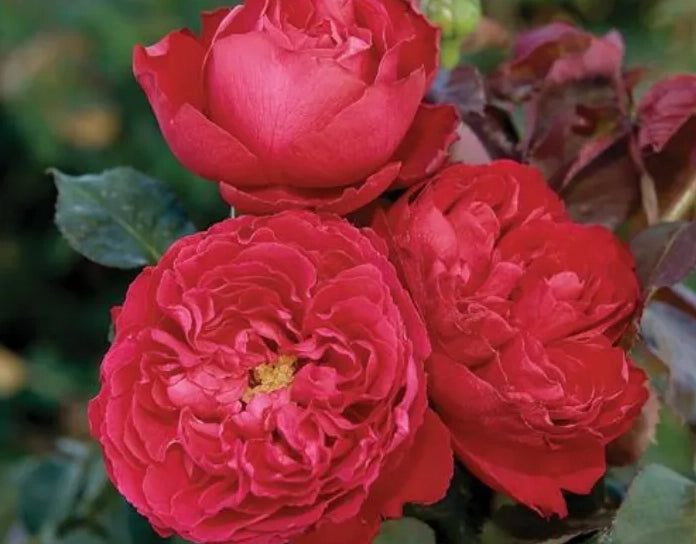 Rosa TRAVIATA ® Meilavio