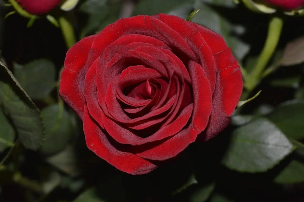 Gardenaria Rosa 'Papa Meilland' - Rosa da giardino Altezza: 40/50 cm (vaso20)