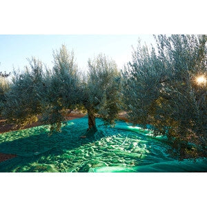C RETE P/OLIVE ANTISPINA 80G C/SPACCO 12X12M- 1,0 pz