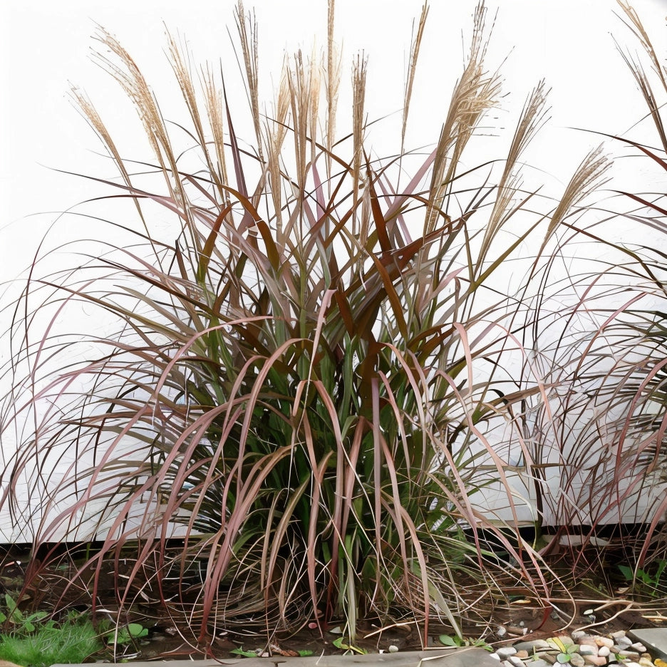 Gardenaria Miscanthus sinensis 'Purpurescens' - Graminacea ornamentale da esterno Altezza: 60 cm (vaso 17)