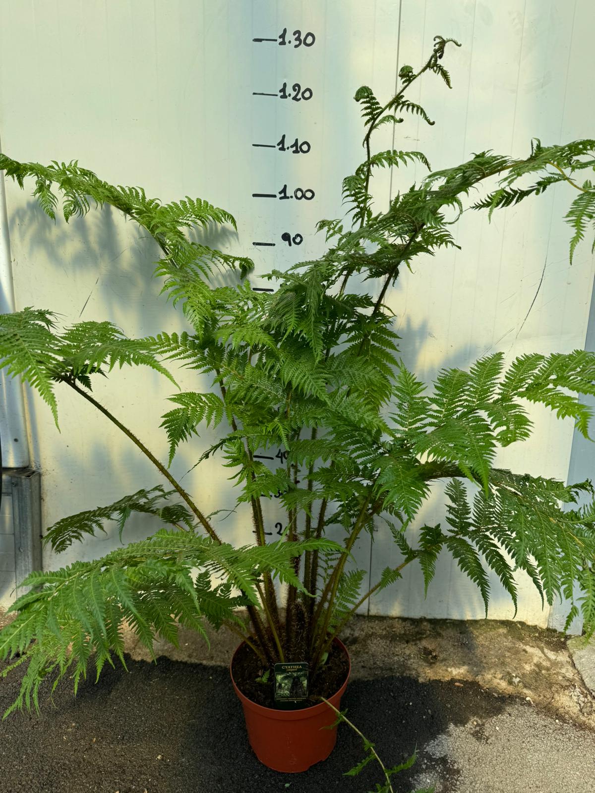 Cyathea cooperi Felce arborea in vaso 24cm