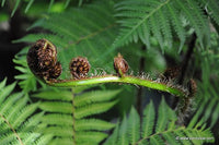 Cyathea cooperi Felce arborea in vaso 24cm