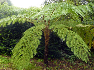 Cyathea cooperi Felce arborea in vaso 24cm