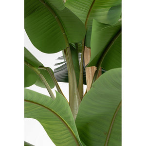 Pianta con Vaso in Plastica Verde da Interno H320 cm - ZENITALE