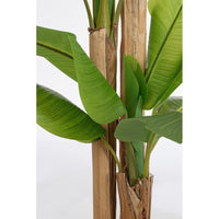 Pianta con Vaso Plastica Verde da Interno H280 cm - ZENITALE