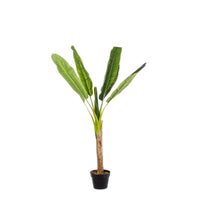 Set 2 Piante con Vaso Plastica Verde da Interno H113 cm - ZENITALE