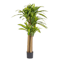 Set 2 Piante Dracaena Plastica Verde da Interno H150 - SERAPHIM