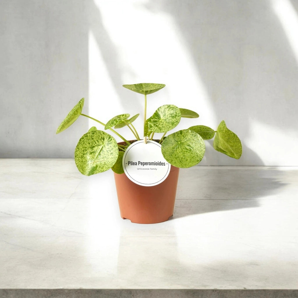 Gardenaria Pilea peperomioides - Pianta da interno ornamentale Altezza: 40 cm (vaso 19)