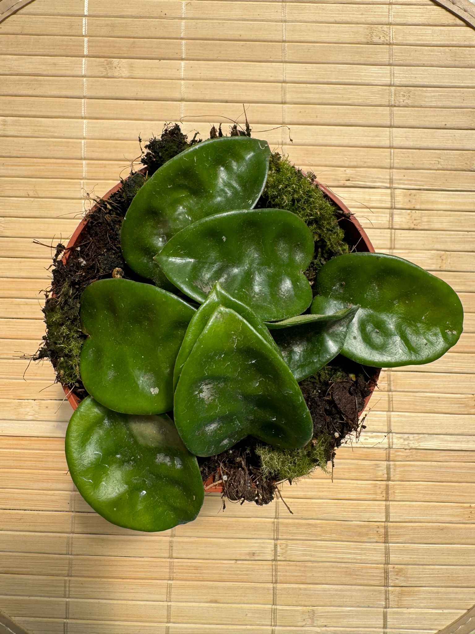 Hoya carnosa krinkle, fiore di cera, vaso 10,5 cm foto reali