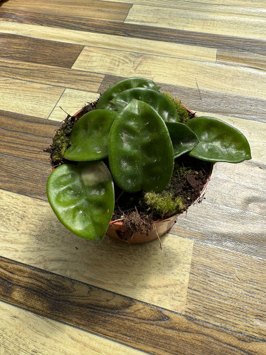 Hoya carnosa krinkle, fiore di cera, vaso 10,5 cm foto reali