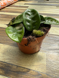 Hoya carnosa krinkle, fiore di cera, vaso 10,5 cm foto reali