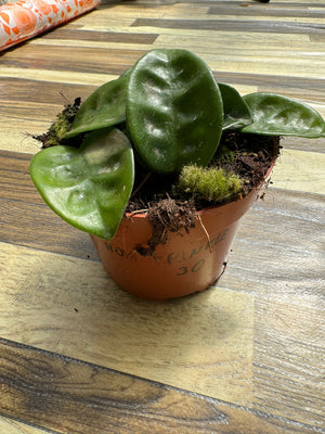 Hoya carnosa krinkle, fiore di cera, vaso 10,5 cm foto reali