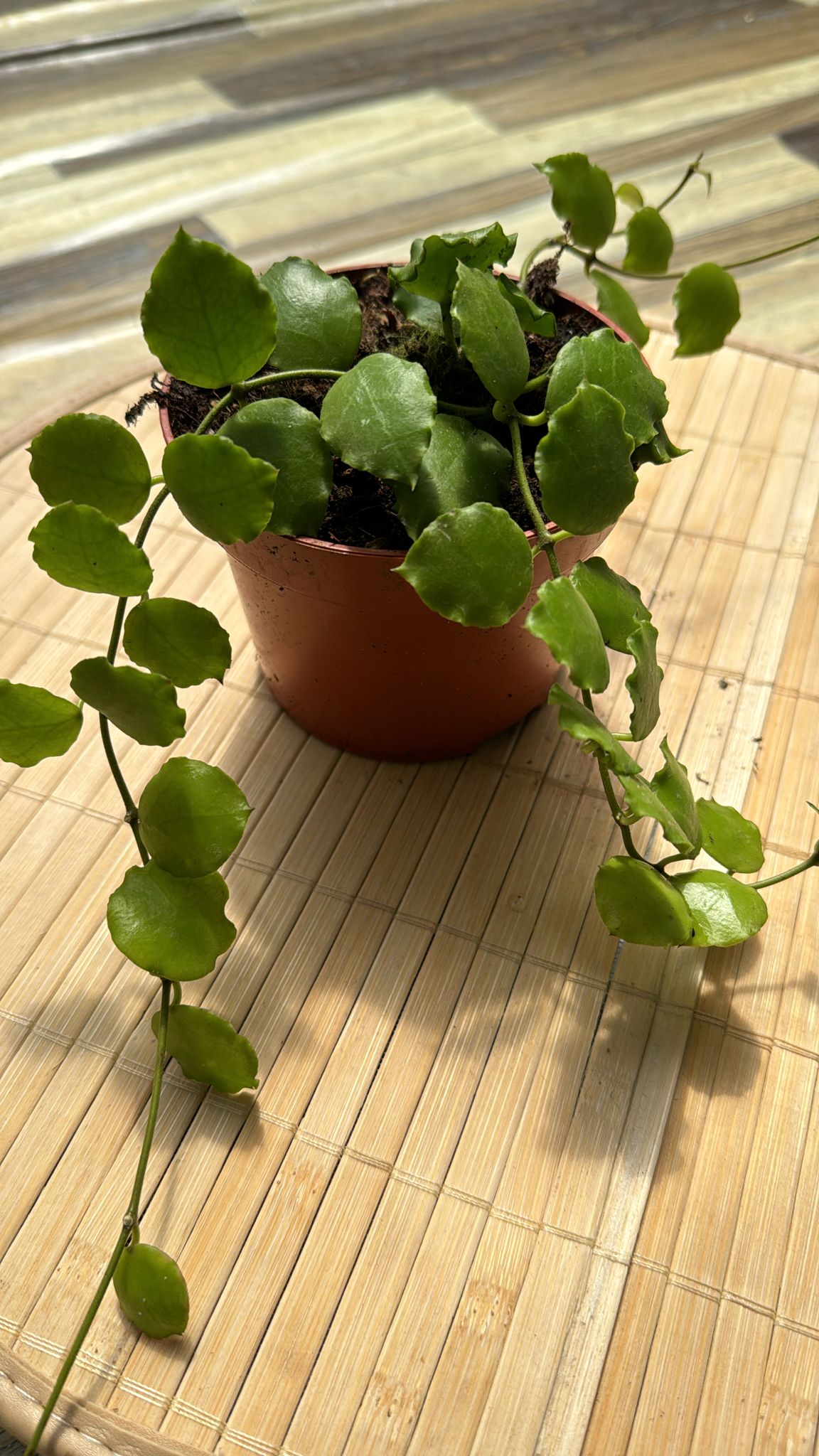 Hoya endauensis fiori di cera, vaso 10,50cm foto reali