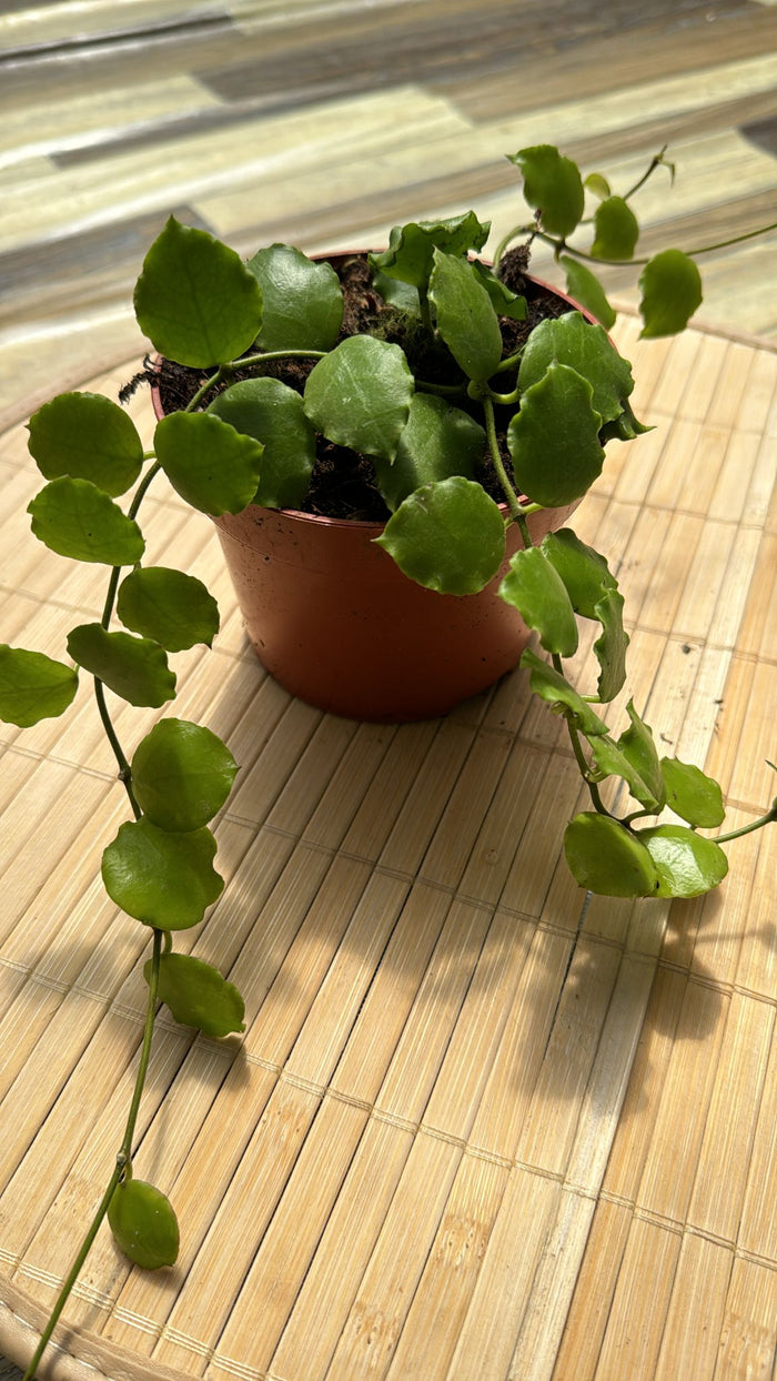 Hoya endauensis fiori di cera, vaso 10,50cm foto reali