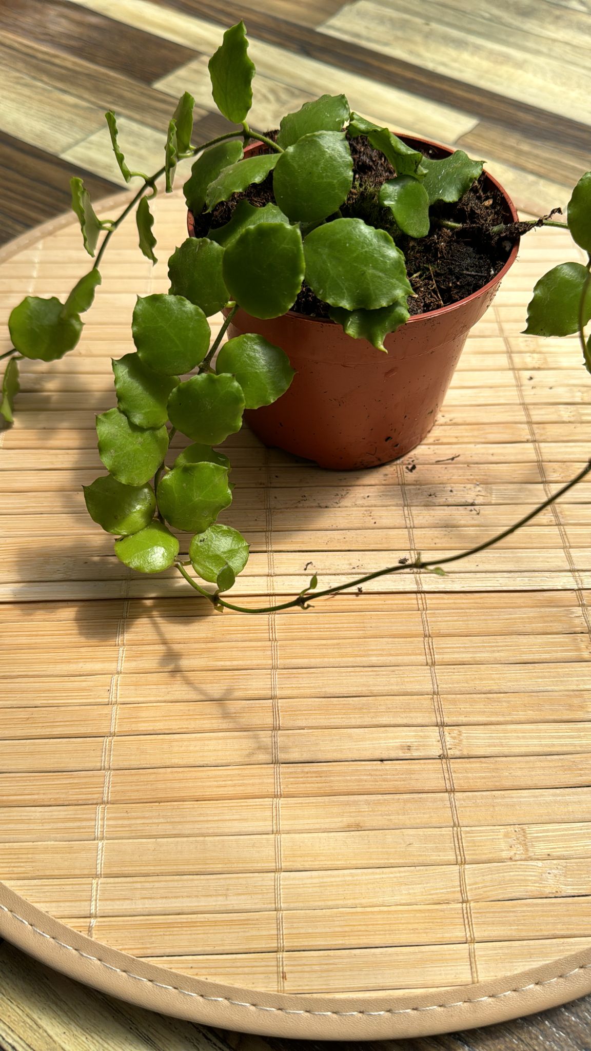 Hoya endauensis fiori di cera, vaso 10,50cm foto reali