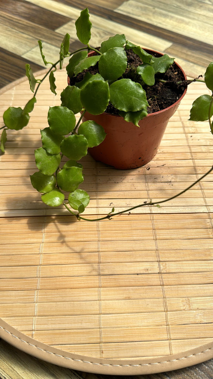 Hoya endauensis fiori di cera, vaso 10,50cm foto reali