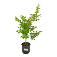 Pianta di LAGESTROEMIA INDICA ROSA profumata cespuglio h70cm vaso18 FOTO REALE