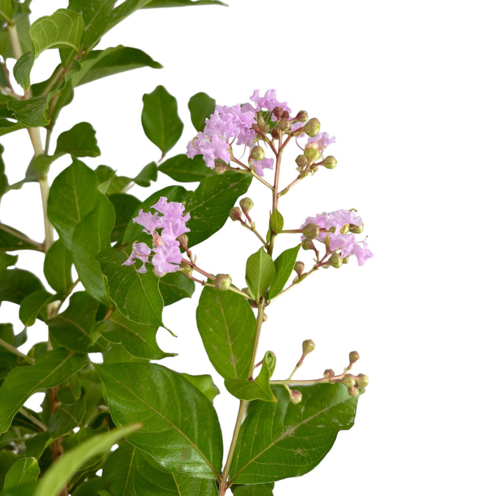 Pianta di LAGESTROEMIA INDICA ROSA profumata cespuglio h70cm vaso18 FOTO REALE