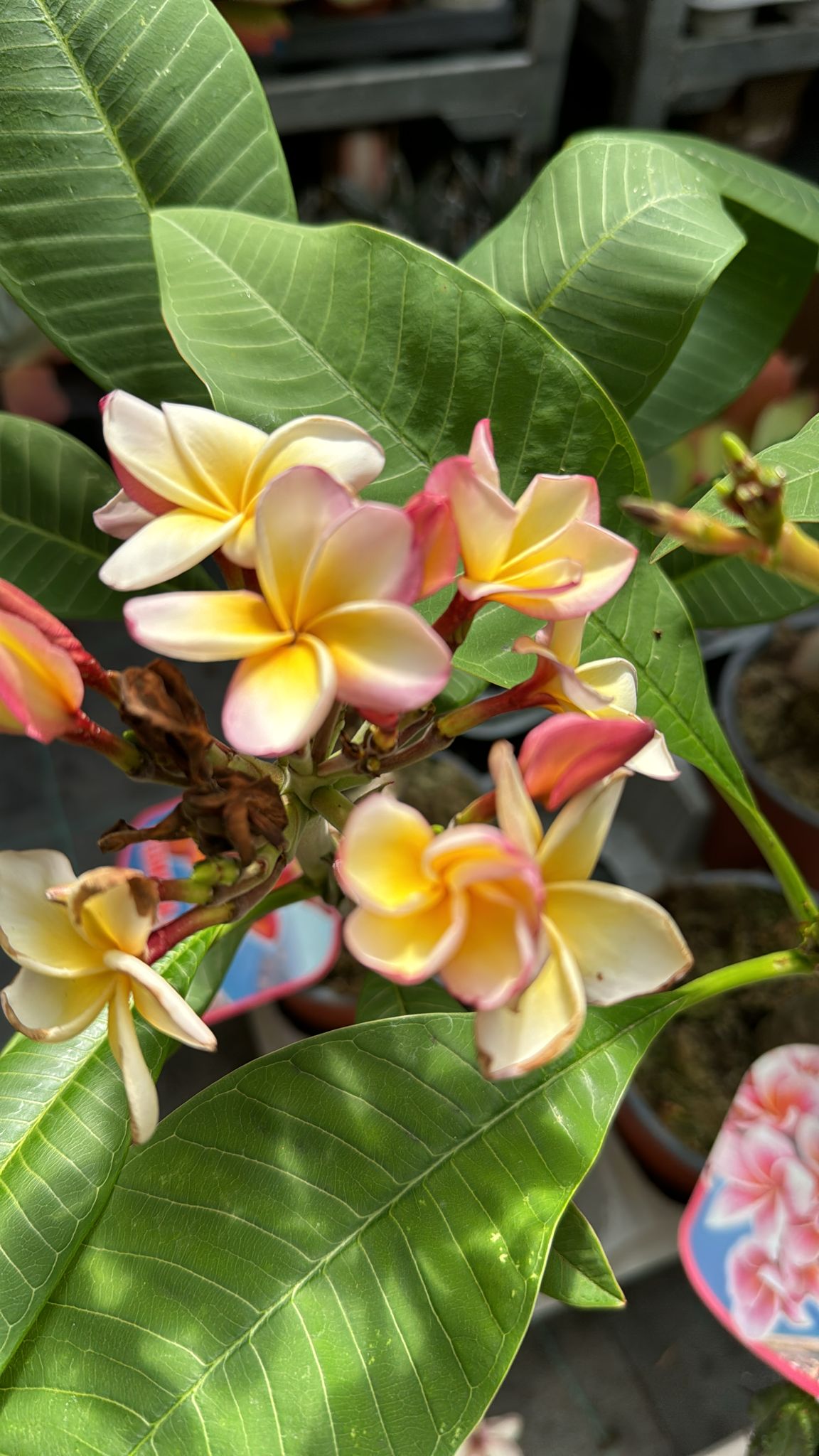 Plumeria Captivate, frangipane, H 60cm, foto reali