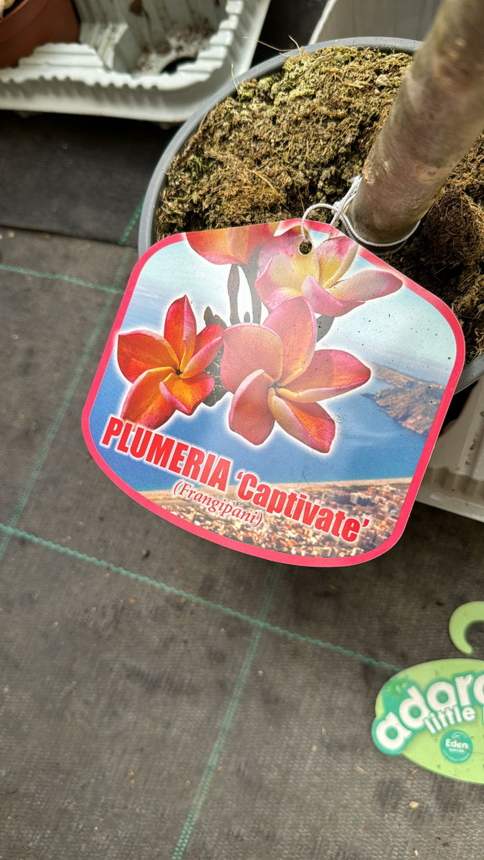 Plumeria Captivate, frangipane, H 60cm, foto reali